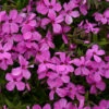 'Magenta Sprite' Hybrid Spring Phlox -Great Garden Plants phlox magenta sprite 1