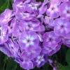 'Laura' Phlox -Great Garden Plants phlox paniculata laura 1 P