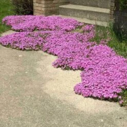 'Drummond's Pink' Creeping Phlox -Great Garden Plants phlox subulata drummonds pink creeping phlox 3 sw
