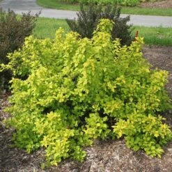 Festivus Gold® Ninebark 6 Festivus Gold® Ninebark -Great Garden Plants physocarpus festivus gold 2 sw
