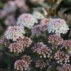Tiny Wine® Ninebark -Great Garden Plants physocarpus tiny wine 1