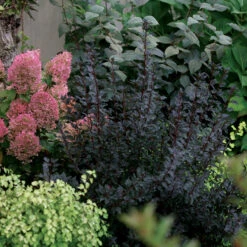 Tiny Wine® Ninebark -Great Garden Plants physocarpus tiny wine 2