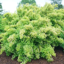 Tiny Wine® Gold Ninebark -Great Garden Plants physocarpus tiny wine gold 3