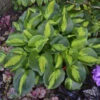 'Pocketful Of Sunshine' Hosta -Great Garden Plants pocket full of sunshine hosta