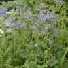 'Heavenly Habit' Jacob's Ladder 1 'Heavenly Habit' Jacob's Ladder -Great Garden Plants polemonium heavenly habit 1 sw