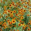 'Prairie Glow' Brown-Eyed Susan (Rudbeckia) -Great Garden Plants prairie glow brown eyed susan