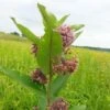 Prairie Milkweed -Great Garden Plants prairie milkweed 1