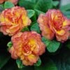 Belarina® 'Nectarine' Primrose -Great Garden Plants primula belarina nectarine 1 P 0ca89f20 3323 4467 bec1 bf212aaaae55 sw