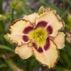 Rainbow Rhythm® 'King Of The Ages' Daylily 2 Rainbow Rhythm® 'King Of The Ages' Daylily -Great Garden Plants rainbow rhythm king of the ages daylily 3