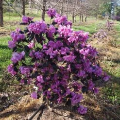 Black Hat® Rhododendron 8 Black Hat® Rhododendron -Great Garden Plants rhododendron black hat 1 cb6fd0bf 61f4 4683 bf52 5f71b24819e0 sw