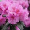 Black Hat® Rhododendron -Great Garden Plants rhododendron black hat 2 eb04fc70 1c7a 4473 abe1 15da8e4a9f7c sw