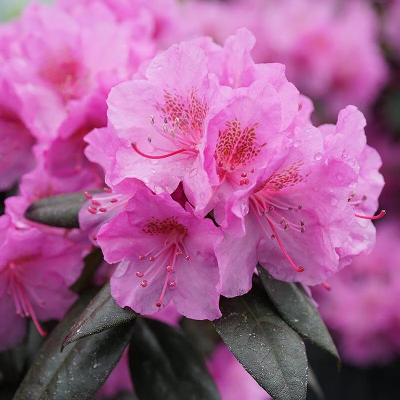 Black Hat® Rhododendron 3 Black Hat® Rhododendron