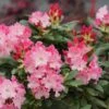Dandy Man Color Wheel® Rhododendron 1 Dandy Man Color Wheel® Rhododendron -Great Garden Plants rhododendron dandy man color wheel 2 sw