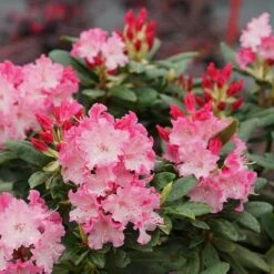 Dandy Man Color Wheel® Rhododendron