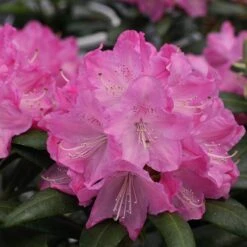 Dandy Man® Pink Rhododendron 8 Dandy Man® Pink Rhododendron -Great Garden Plants rhododendron dandy man pink 1 sw