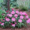 Dandy Man® Pink Rhododendron -Great Garden Plants rhododendron dandy man pink 3 sw