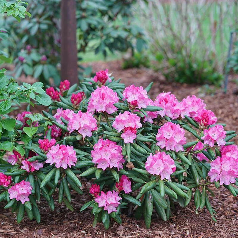 Dandy Man® Pink Rhododendron 3 Dandy Man® Pink Rhododendron