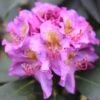 Dandy Man® Purple Rhododendron -Great Garden Plants rhododendron dandy man purple 1 sw