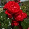 Florentina™ Climbing Rose -Great Garden Plants rosa florentina 1 P sw