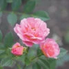 Oso Easy® Petit Pink Rose 1 Oso Easy® Petit Pink Rose -Great Garden Plants rosa oso easy petit pink 1 P