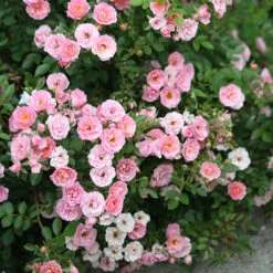 Oso Easy® Petit Pink Rose -Great Garden Plants rosa oso easy petit pink 2 P