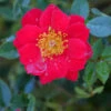 Oso Easy Urban Legend® Rose -Great Garden Plants rosa oso easy urban legend 1 P
