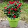 Petite Knock Out® Rose 2 Petite Knock Out® Rose -Great Garden Plants rosa petite knock out 1 P