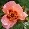 Ringo All-Star™ Rose -Great Garden Plants rosa ringo all star 2 P