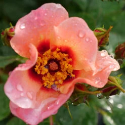 Ringo All-Star™ Rose