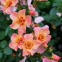 Ringo All-Star™ Rose 9 Ringo All-Star™ Rose -Great Garden Plants rosa ringo all star 4 P