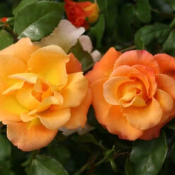 Suñorita® Rose -Great Garden Plants rosa sunorita rose 2 P