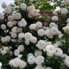 White Eden® Climbing Rose -Great Garden Plants rosa white eden 1 P