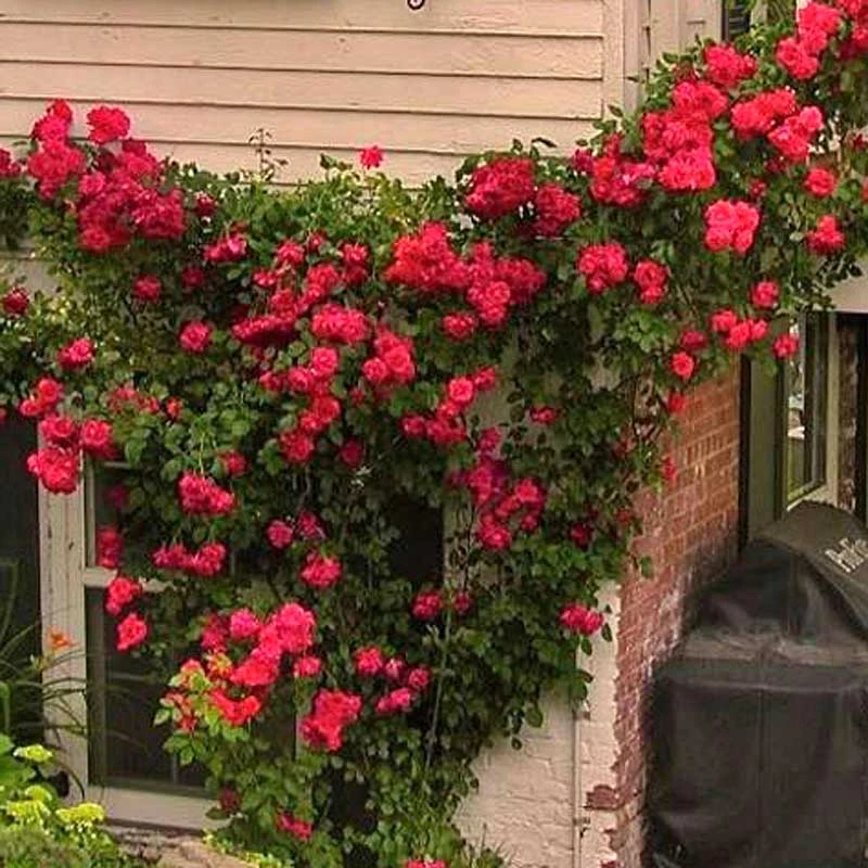 'Blaze' Climbing Rose 3 'Blaze' Climbing Rose