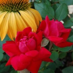 Double Knock Out® Rose -Great Garden Plants rose double knock out 2 sw
