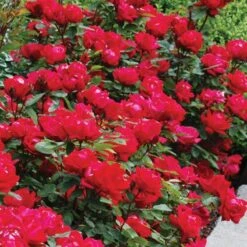 Double Knock Out® Rose -Great Garden Plants rose double knock out 4 sw