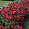 Knock Out® Rose -Great Garden Plants rose knock out 1