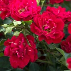 Red Drift® Rose 5 Red Drift® Rose -Great Garden Plants rose red drift 2