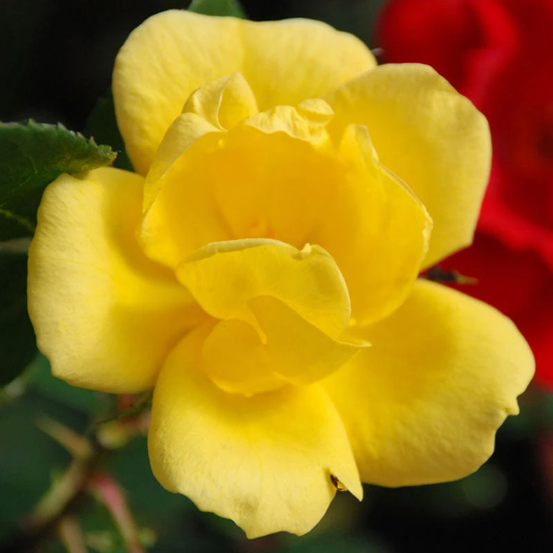 Sunny Knock Out® Rose 3 Sunny Knock Out® Rose