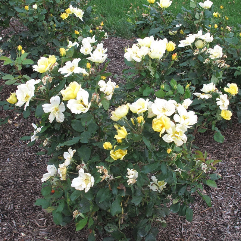 Sunny Knock Out® Rose 4 Sunny Knock Out® Rose - Image 2