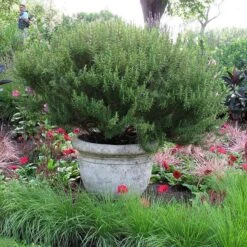 Great Garden Plants -Great Garden Plants rosemary arp 2 eba6de9d d46e 4714 afc9 c0a52a5bee84 sw