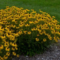 Great Garden Plants 25 'American Gold Rush' Black-Eyed Susan (Rudbeckia)