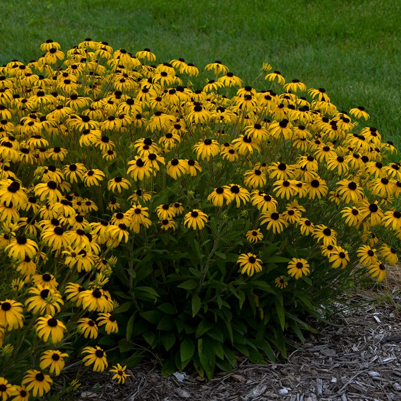 'American Gold Rush' Black-Eyed Susan (Rudbeckia) 3 'American Gold Rush' Black-Eyed Susan (Rudbeckia)