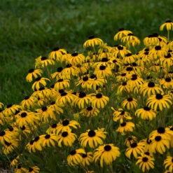 Great Garden Plants -Great Garden Plants rudbeckia american gold rush pp28498 cpbraf 0001 high res
