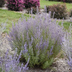 'Sage Advice' Russian Sage -Great Garden Plants sage advice russian sage 2
