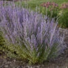 'Sage Advice' Russian Sage -Great Garden Plants sage advice russian sage 3