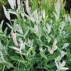 'Hakuro Nishiki' Dappled Willow 1 'Hakuro Nishiki' Dappled Willow -Great Garden Plants salix integra hakuro nishiki willow 1 sw