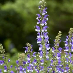 Color Spires® 'Azure Snow' Salvia -Great Garden Plants salvia azure snow 2 sw
