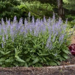 Color Spires® 'Azure Snow' Salvia -Great Garden Plants salvia azure snow 3 sw