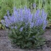 Color Spires® 'Azure Snow' Salvia 2 Color Spires® 'Azure Snow' Salvia -Great Garden Plants salvia azure snow 5 sw