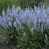 Color Spires® 'Crystal Blue' Salvia -Great Garden Plants salvia crystal blue 1 sw